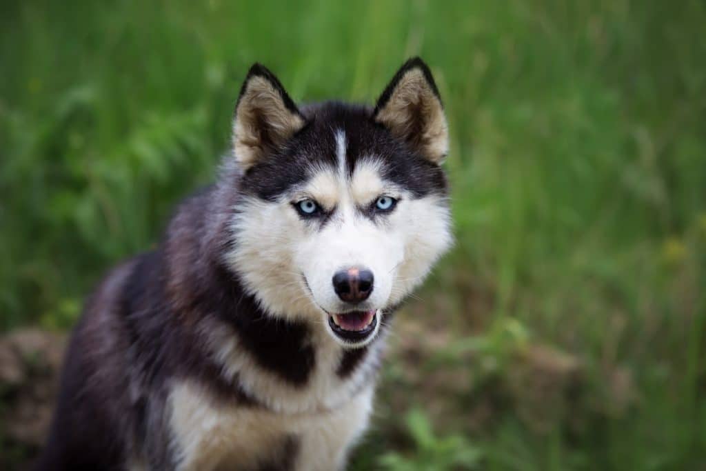 Husky qui gémit et pleurniche à l'extérieur