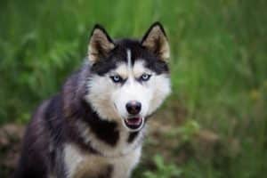 Why Do Dogs Whimper?