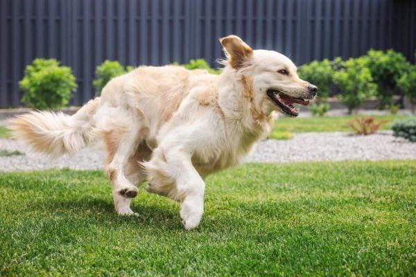 Golden Retriever running in grass