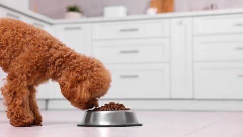 Cute Maltipoo dog feeding from metal bowl on floor in kitchen