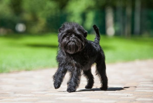 Affenpinscher walking on pavement