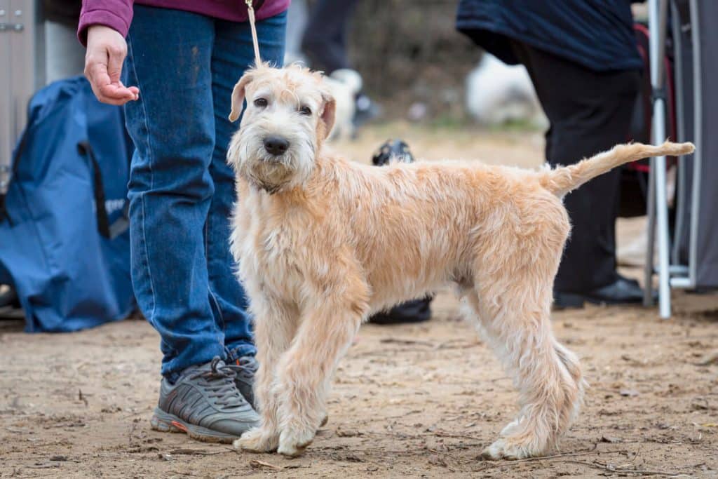 Soft-Coated Wheaten Terrier on leash