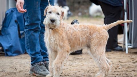 Soft-Coated Wheaten Terrier on leash