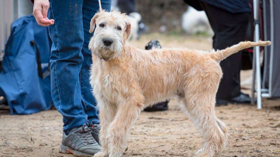 Soft-Coated Wheaten Terrier on leash