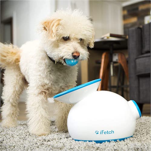 Shaggy dog with blue ball in mouth looking at dog toy.