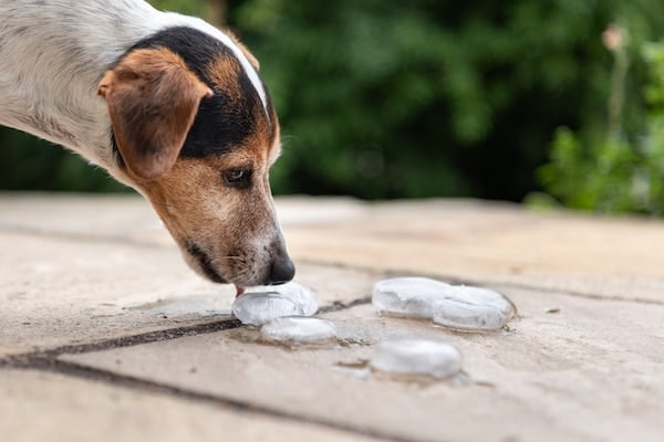 Dog licking ice cubes on paving stones