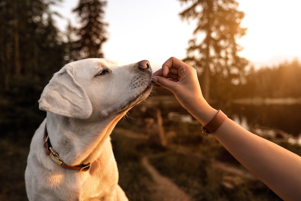 Lab puppy accepts a treat from person's hand, sunset backdrop