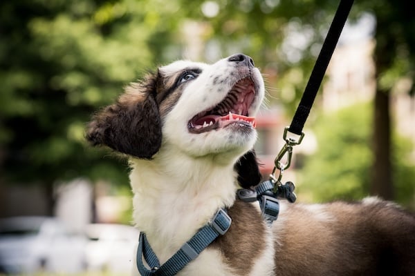Puppy on leash looking up at off-camera owner