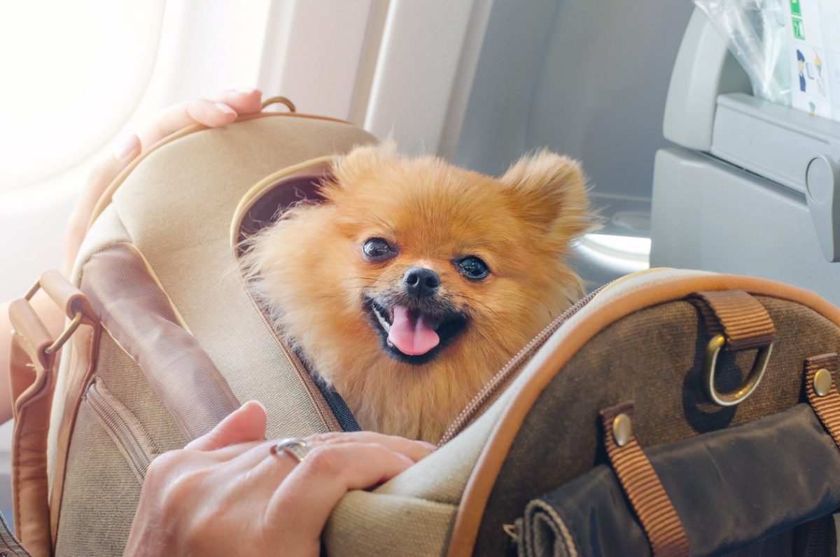 small dog pomeranian in a travel bag on board of plane