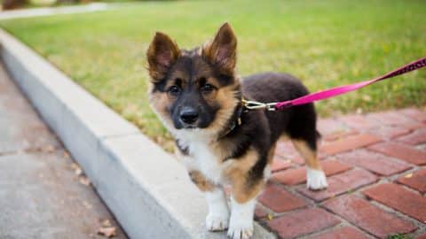 Small puppy on leash standing on curb attentively