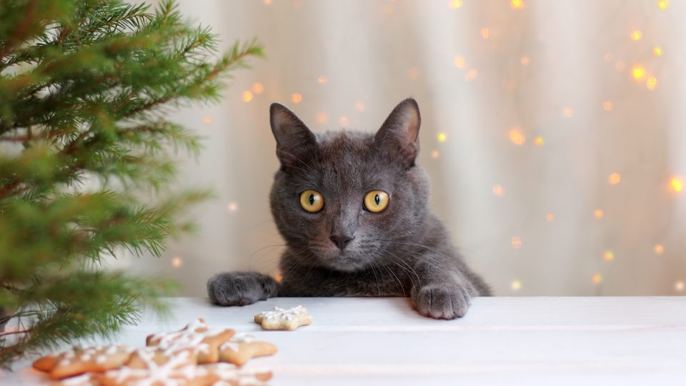 cat looking at christmas cookies on table