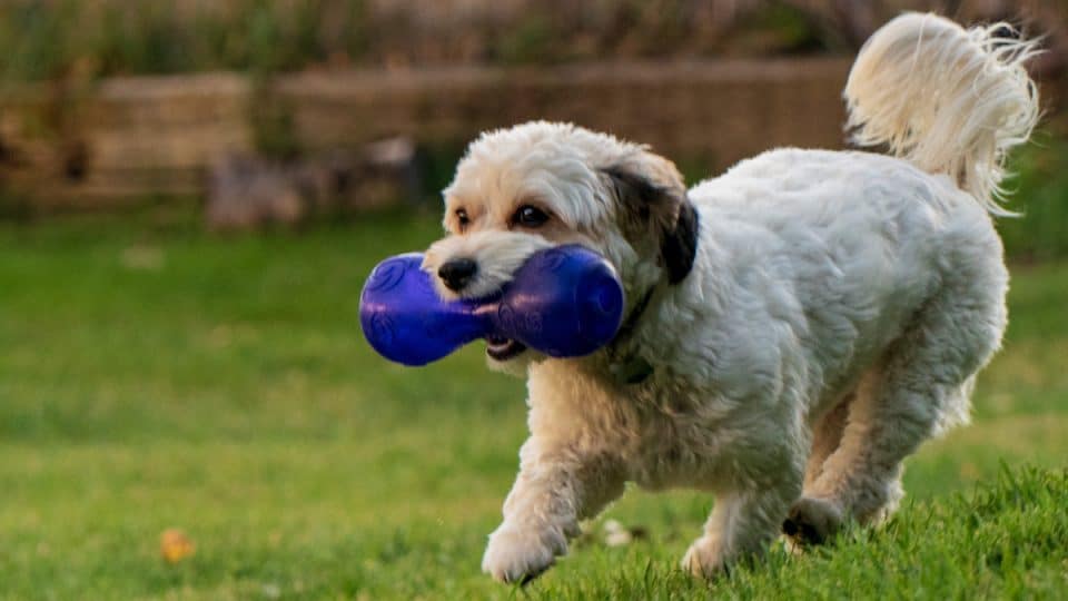 puppy running in backyard holding a large blue squeaky toy