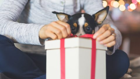 Woman opens gift while Chihuahua watches