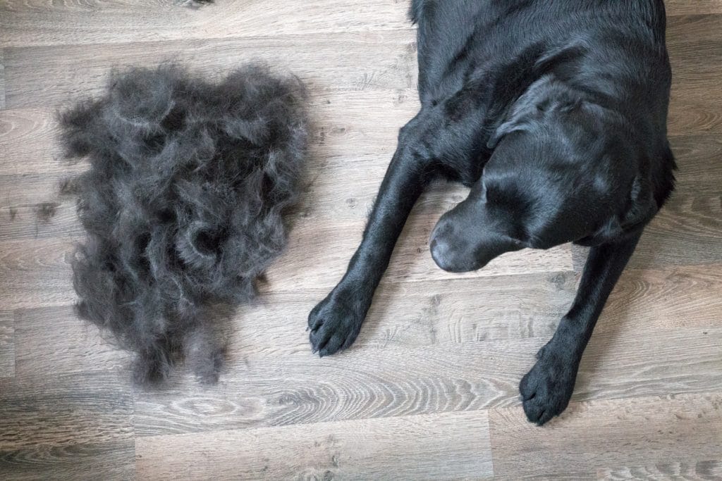 Things to Do With Fur (and What Not to Do): A Hairy Situation