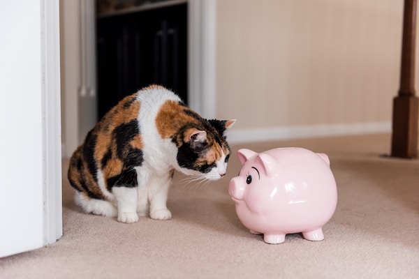 Female calico cat sitting on carpet in home room inside house, looking at pink pig piggy bank toy 
