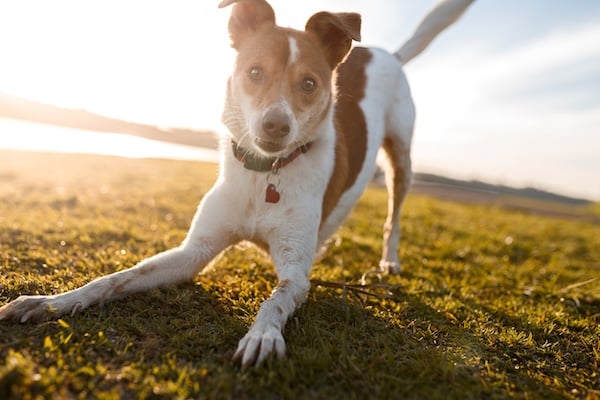 Dog play bowing on sunny grass