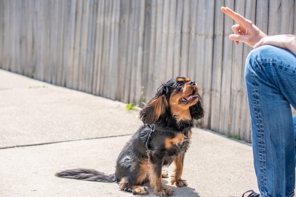 Puppy looking up at person training them on sidewalk
