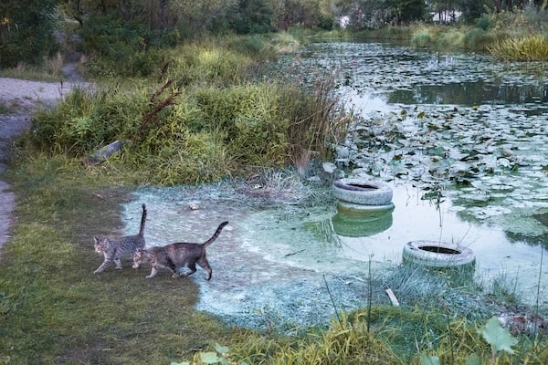 Two cats on the banks of a river polluted with cyanobacteria