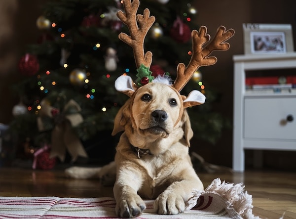 Puppy wears reindeer antlers under Christmas tree