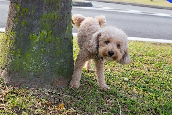 Male poodle urinating pee on tree trunk to mark territory in public park