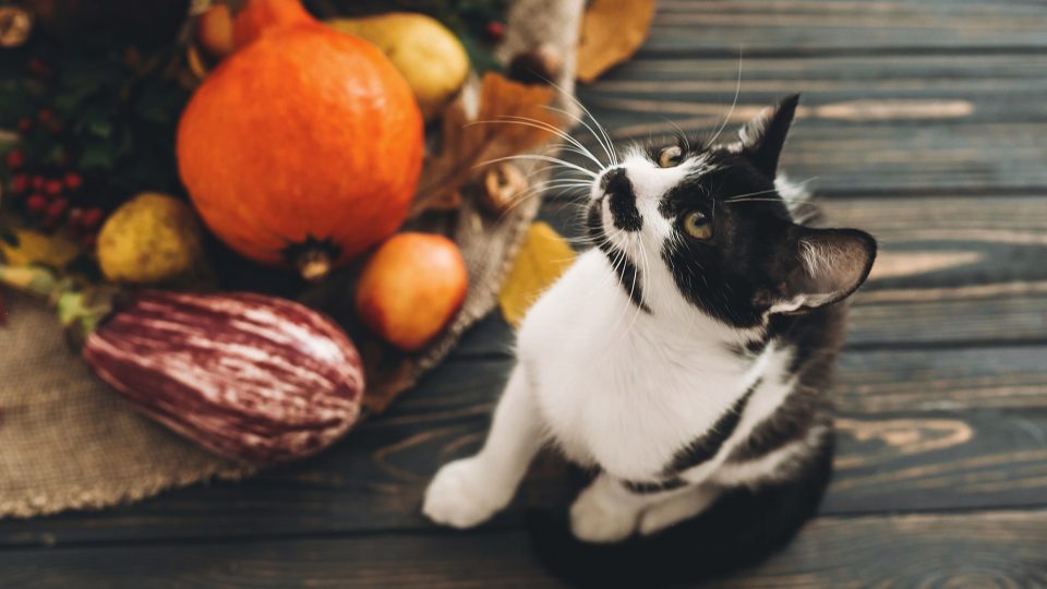 black and white cat surrounded by a table full of gourds