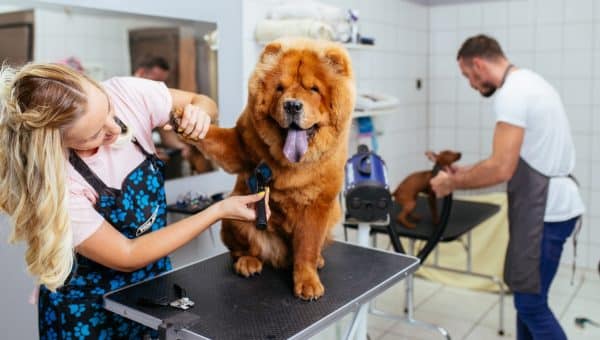 Chow-chow dog at grooming salon.