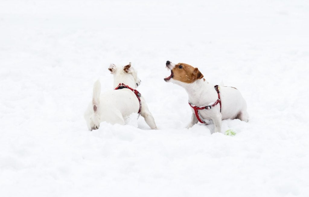 a jack russell snarls at another dog trying to get his toy