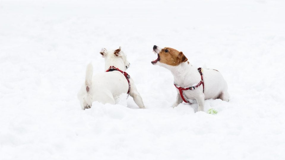 a jack russell snarls at another dog trying to get his toy
