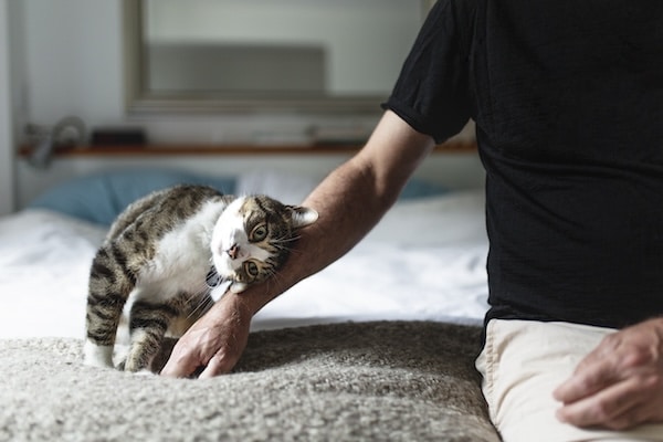 Un petit chat allongé contre le bras d'un homme, à la recherche de caresses