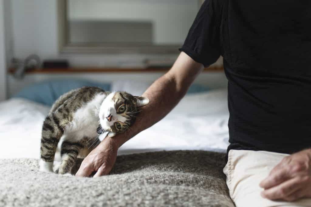 cat leans into a man's forearm seeking a pet