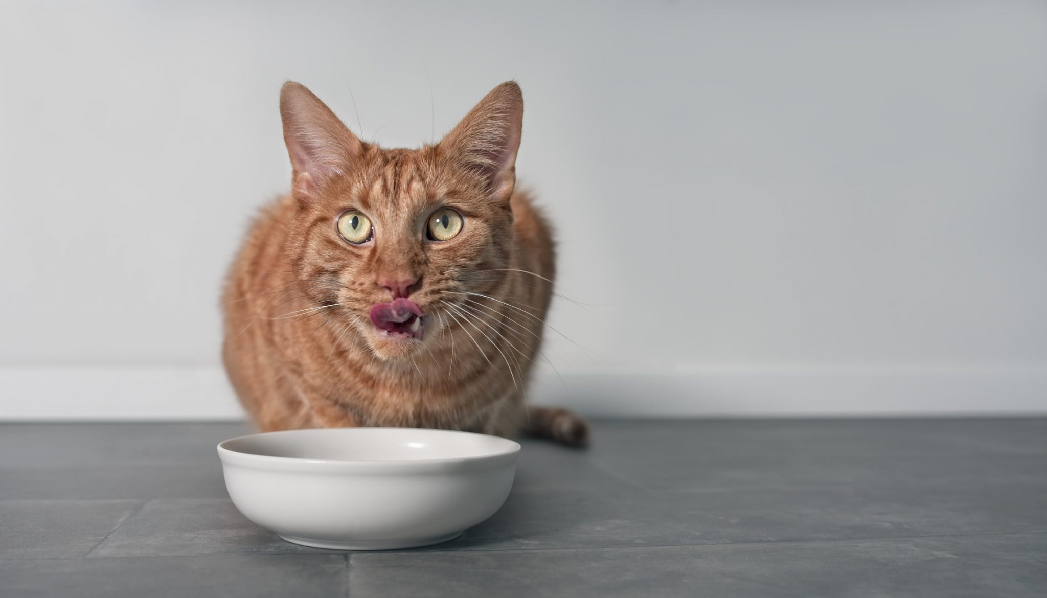Why Does My Cat Drink From the Faucet? Everything You Need to Know