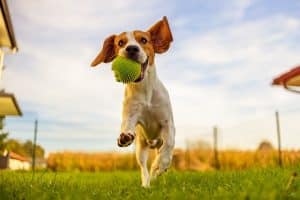 Beagle running through a garden with a ball in his mouth