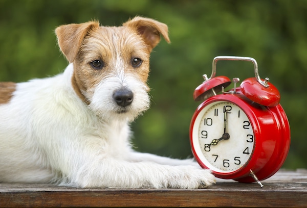 Jack russell puppy lying with an alarm clock