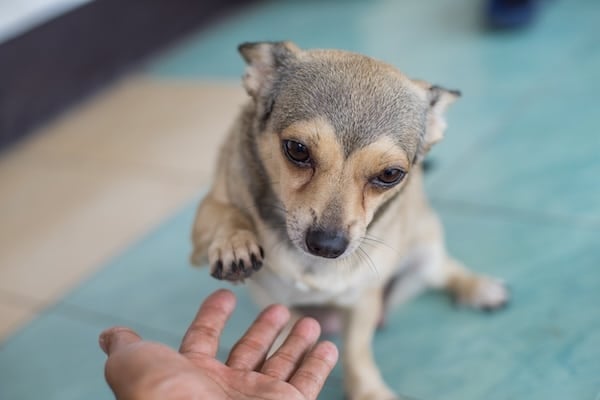 Un perro pequeño da la pata a una persona fuera de cámara