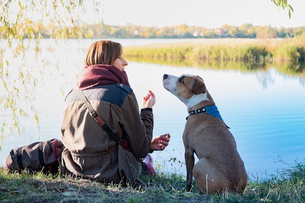 Young dog sits and listens to her female owner in beautiful nature near a lake.