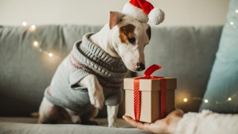 dog sitting on couch receives christmas present
