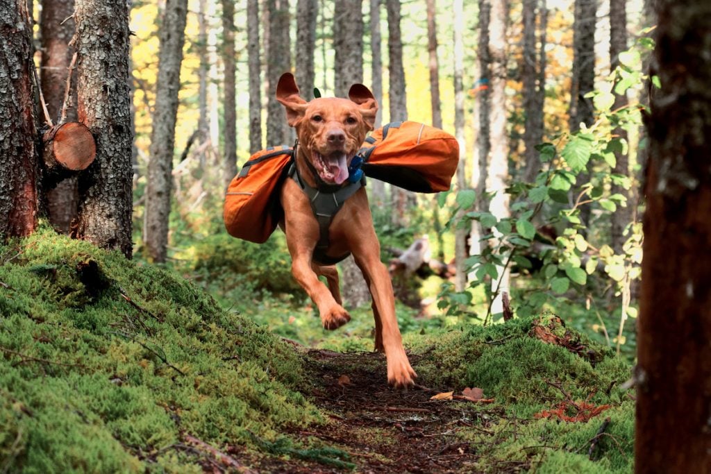 Vizsla running on trail with backpack on
