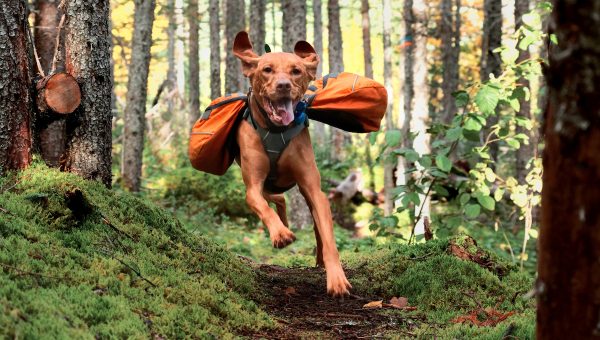 Vizsla running on trail with backpack on