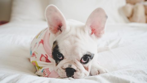 Cute French Bulldog puppy in her pajamas suit lying on down bed