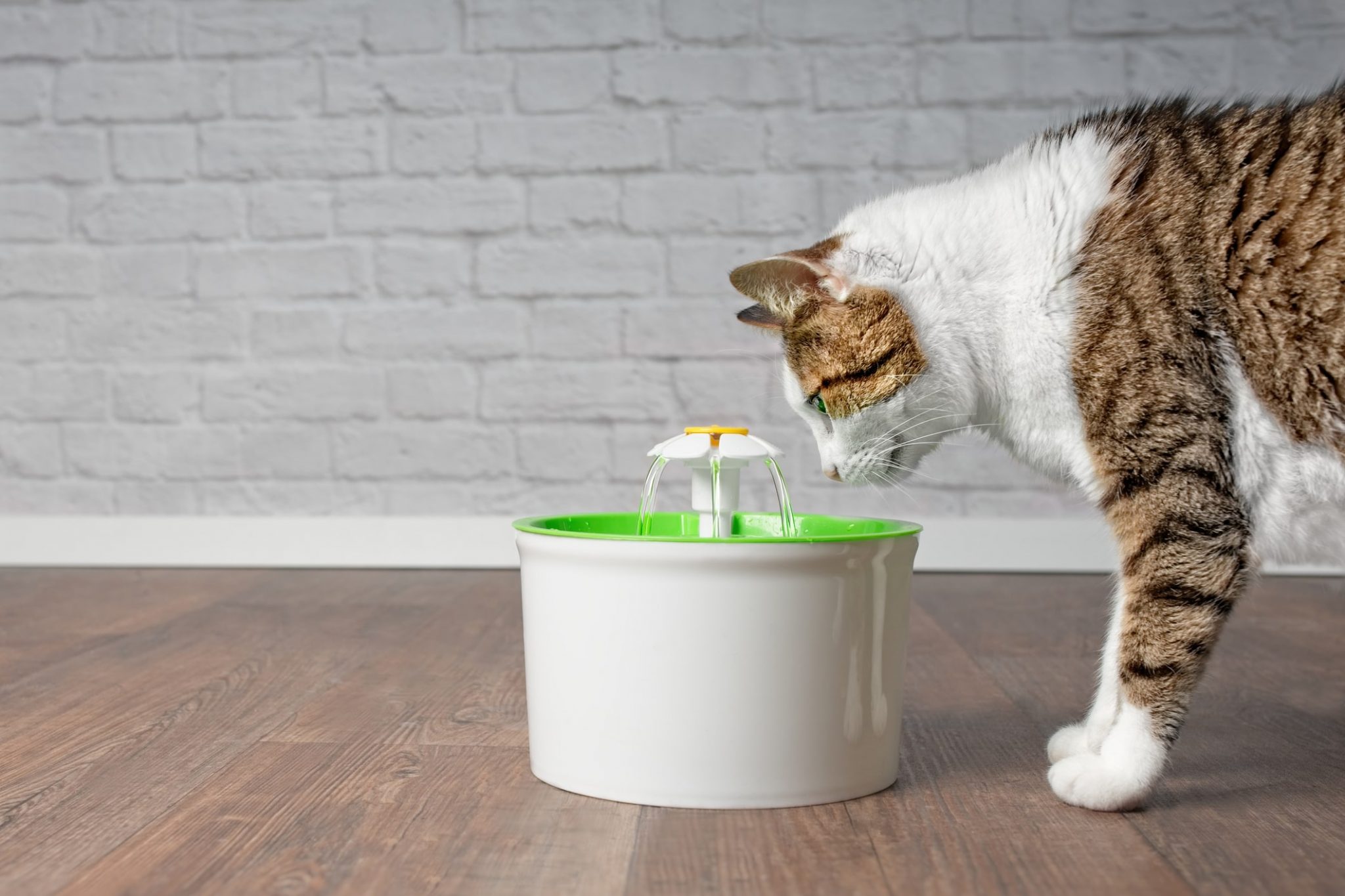 Why Does My Cat Drink From the Faucet? Everything You Need to Know