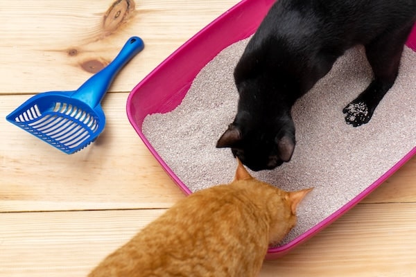 Cats investigating clean litter box