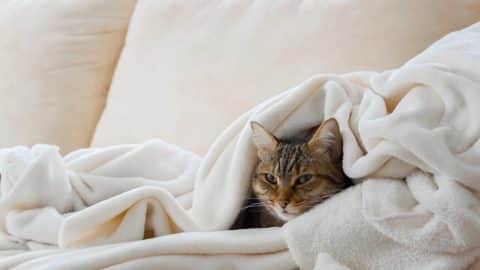 Beautiful european cat is relaxing in the soft white blanket on a sofa