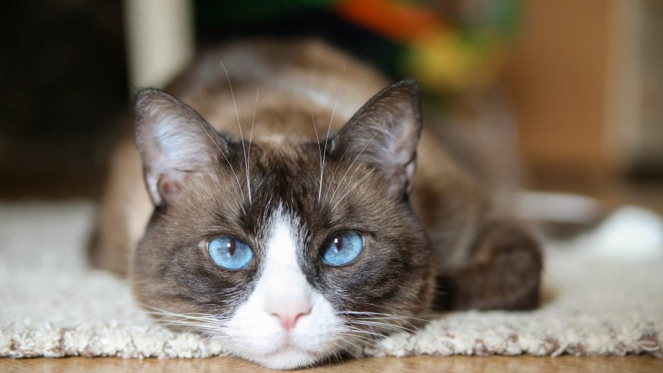 a Snowshoe cat looks at the camera
