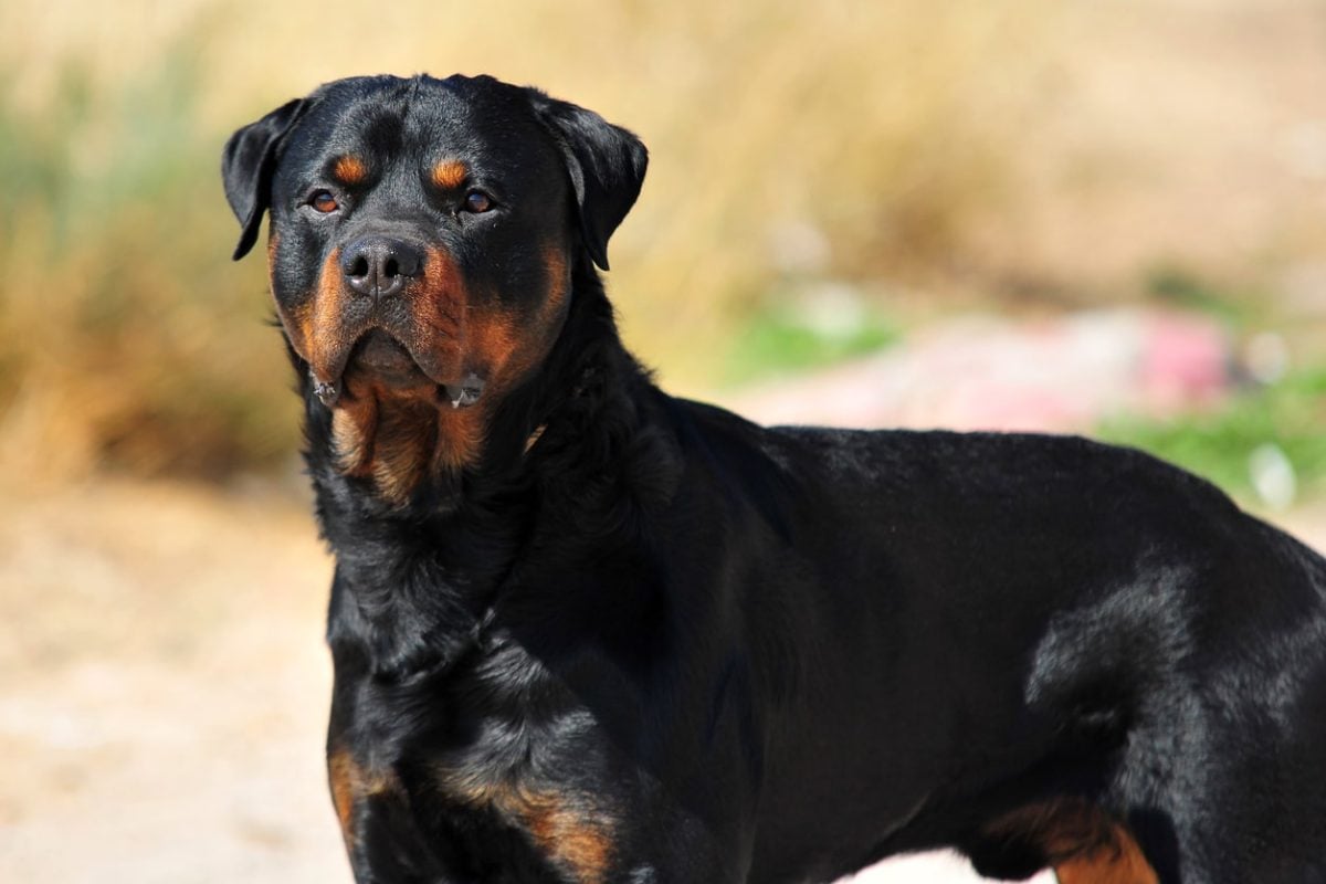 a Rottweiler looks attentive and stands in a field