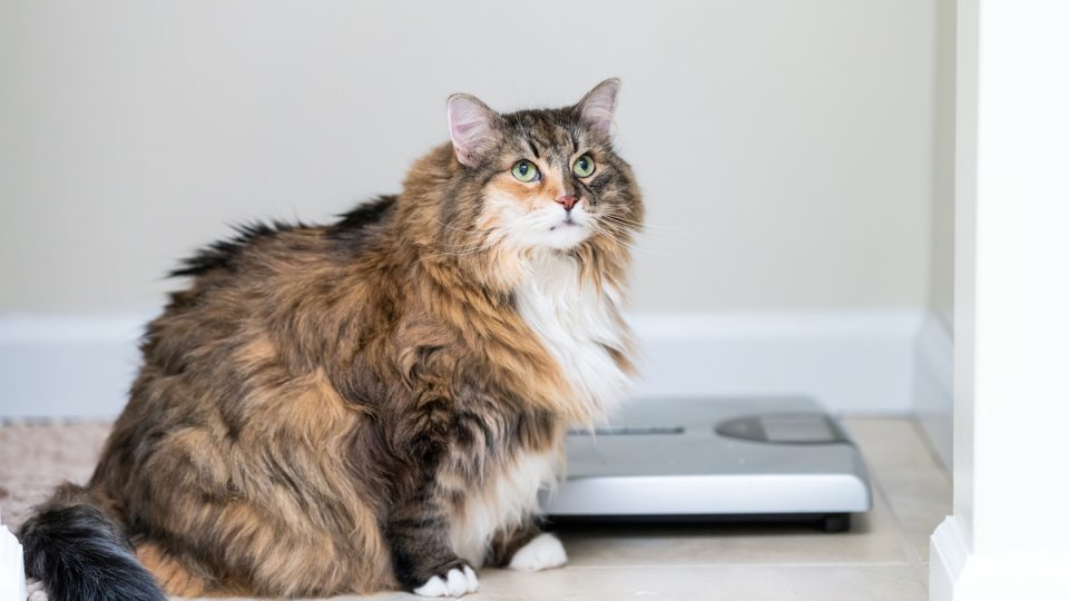 Overweight cat sitting by scale