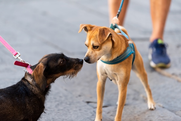 Two leashed dogs meeting on a walk