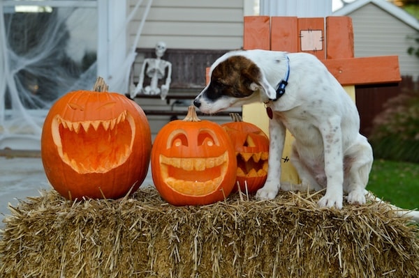 Mixed breed puppy sitting on a hay bale next to three jack o lantern pumpkins in front of a front porch decorated for Halloween