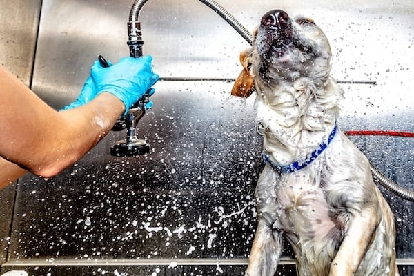 Dog being rinsed off after a bath and shaking water off with droplets flying