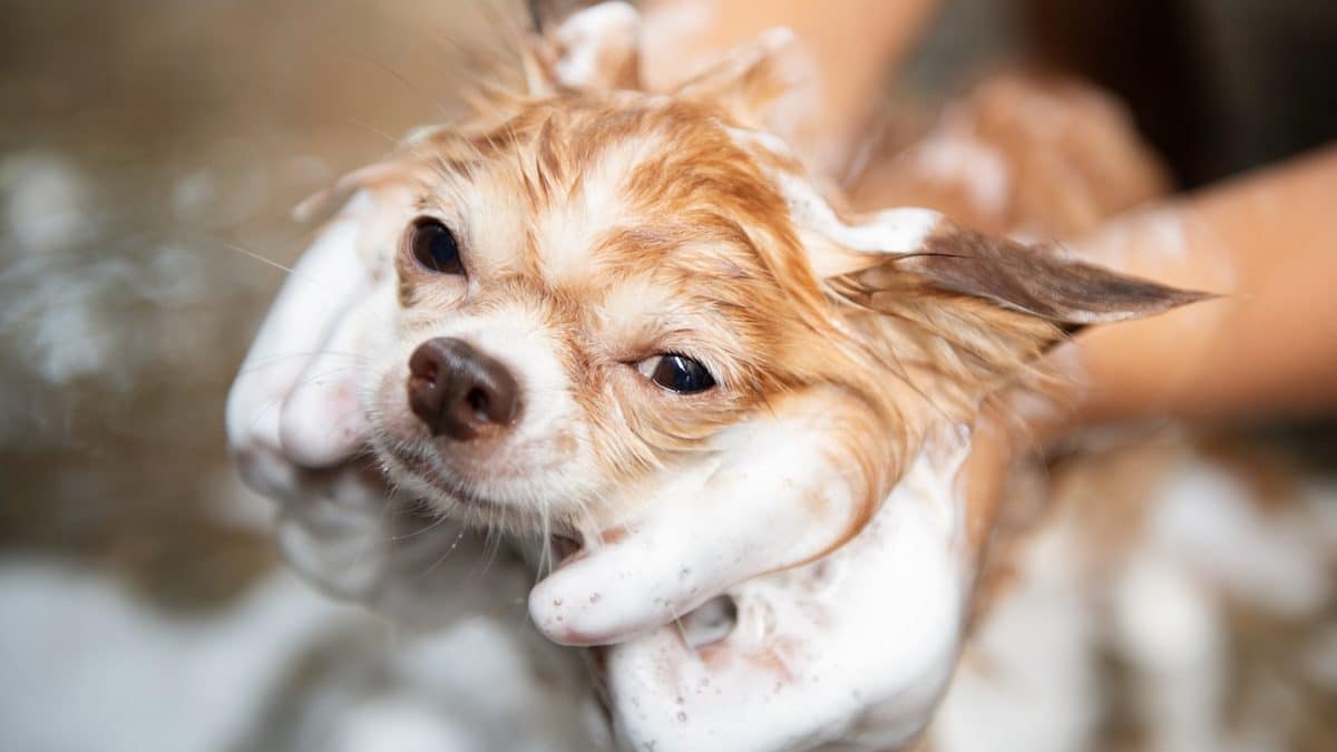 The 8 Best Dog Conditioners for Healthy, Soft Coats