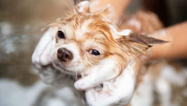 Small dog being scrubbed gently in the bathtub